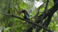 Halcyon smyrnensis perpulchra