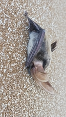 Idionycteris phyllotis