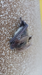 Idionycteris phyllotis