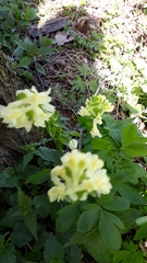 Corydalis cava marschalliana