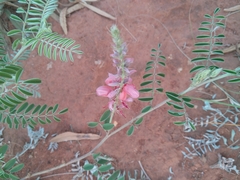 Indigofera oxytropis