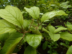 Embelia tsjeriam-cottam