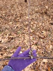 Rubus allegheniensis