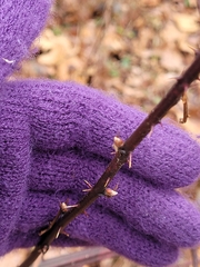 Rubus allegheniensis