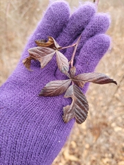 Rubus allegheniensis