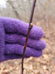 Rubus allegheniensis