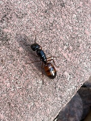 Camponotus sansabeanus