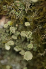 Cladonia chlorophaea