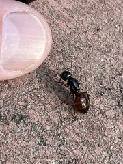 Camponotus sansabeanus