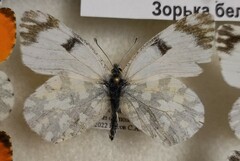 Euchloe ausonia