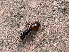 Camponotus sansabeanus