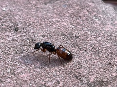 Camponotus sansabeanus
