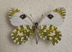 Euchloe ausonia