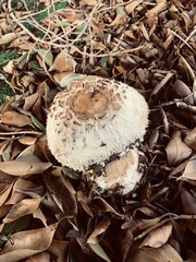 Fungi