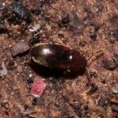 Cryptophagidae