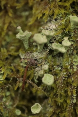 Cladonia chlorophaea