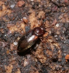 Cryptophagidae
