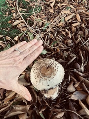 Fungi