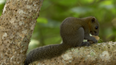 Callosciurus caniceps