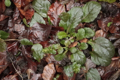 Ajuga
