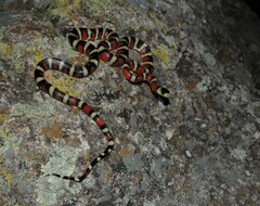 Lampropeltis knoblochi