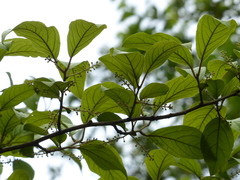 Embelia tsjeriam-cottam