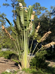 Ravenala madagascariensis