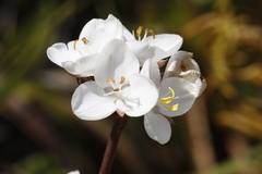 Libertia chilensis