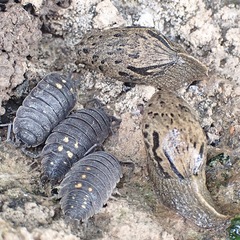 Drusia valenciennii