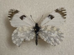 Euchloe ausonia