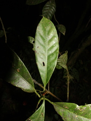 Chrysochlamys