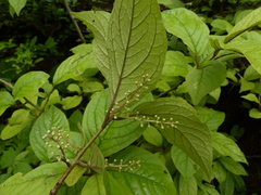 Embelia tsjeriam-cottam