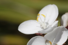 Libertia chilensis