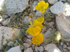 Papaver alpinum
