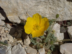 Papaver alpinum