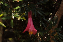 Philesia magellanica