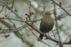 Turdus merula