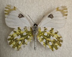 Euchloe ausonia