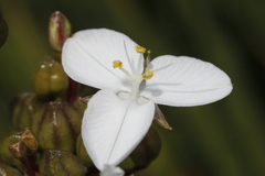 Libertia chilensis