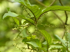 Embelia tsjeriam-cottam