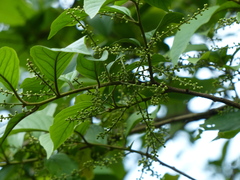 Embelia tsjeriam-cottam