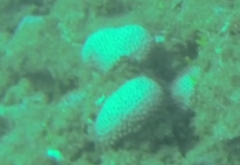 Palythoa tuberculosa