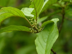Embelia tsjeriam-cottam
