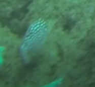 Canthigaster jactator