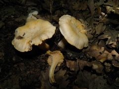 Cantharellus pallens