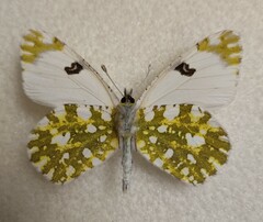 Euchloe ausonia