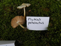 Pluteus petasatus