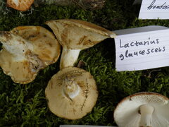 Lactifluus glaucescens