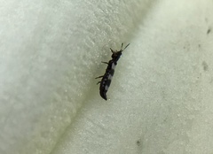 Aeolothrips
