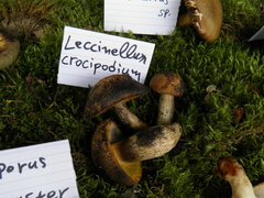 Leccinellum crocipodium